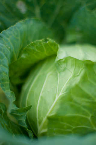 �J�j�@�k�̎g�p�@